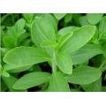 GMP Standard Pharmazeutische Inhaltsstoffe Stevia Blatt Extrakte 90% Min. HPLC